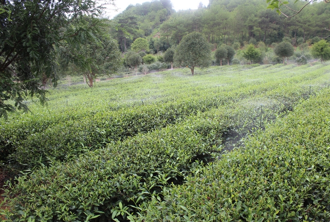 無土栽培，無土栽培技術(shù)，無土栽培設(shè)備