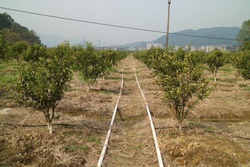 無土栽培，無土栽培技術(shù)，無土栽培設(shè)備